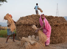 인도의 쌀 혁명 3.jpg