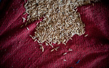 인도의 쌀 혁명 4.jpg