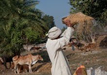 인도의 쌀 혁명 5.jpg