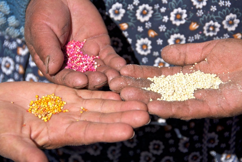 파일:지구촌 식량 안보를 위해서 퀴노아(Quinoa)를 활용해야 합니다 1.jpg