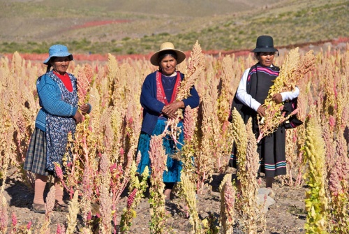 지구촌 식량 안보를 위해서 퀴노아(Quinoa)를 활용해야 합니다 2.jpg